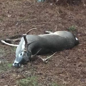 Meet your Posher, Jr